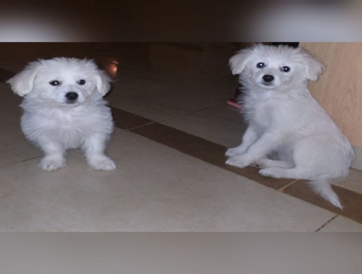  Toy Poodle Cross Pomimo Puppies, Nairobi -  Kenya