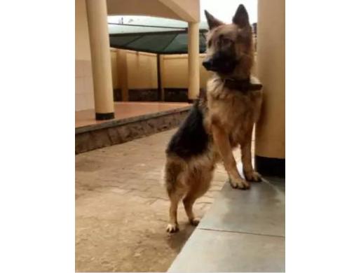 11 months old male German sherperd, Kampala -  Uganda