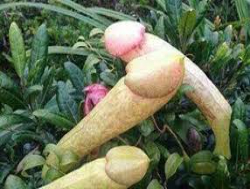 4 In 1 Herbal Penis Enlargement Combo In Stilfontein & Bethal Call +27710732372 South Africa, Stilfontein -  South Africa