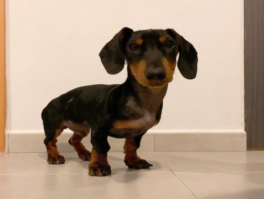 Ad: (Email : kcpuppyeu@gmail.com) Buy Dachshund puppy, Namibe -  Algeria