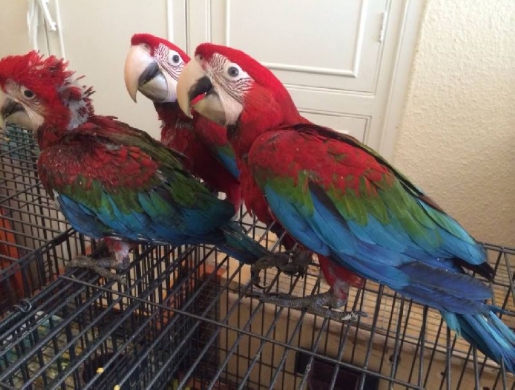 Adorable greenwing macaw parrots, Nairobi -  Kenya
