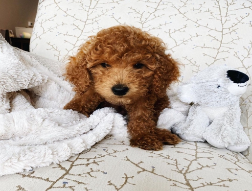 Anzeige: (E-Mail: kcpuppyeu@gmail.com)  Kaufen Sie Goldendoodle Welpen, Nairobi -  Kenya