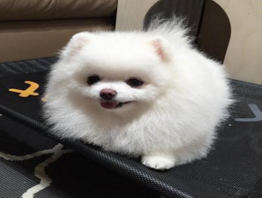 Awesome Teacup pomeranian puppies ready now, Nairobi -  Kenya