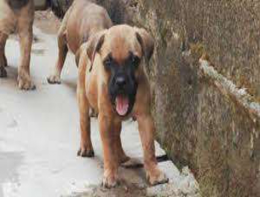 Boerboel Puppy For Sale, Nairobi -  Kenya