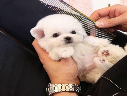 cute teacup puppies , Namibe -  Algeria