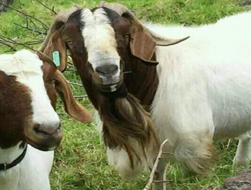 Goats and sheep , Kampala -  Uganda