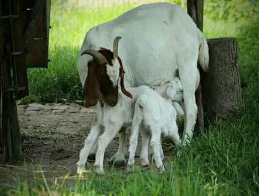 Goats and sheep , Kampala -  Uganda