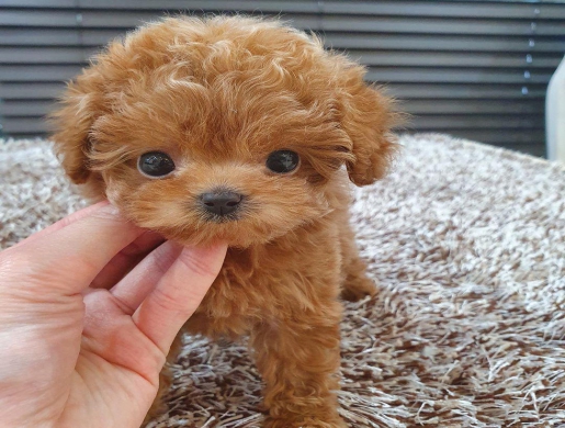 Gorgeous toy poodle puppies for sale, Nairobi -  Kenya