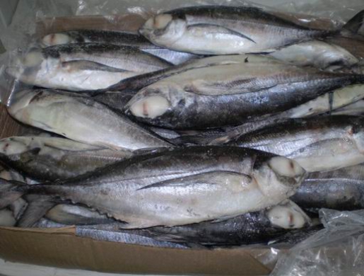 Hot Sale Frozen Pacific Saury Bulk Mackerel Canned Jack Mackerel Fish For Ghana , Bloemfontein -  South Africa