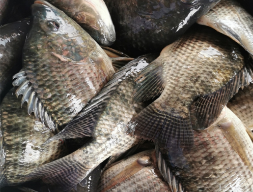 Hot Sale Frozen Pacific Saury Bulk Mackerel Canned Jack Mackerel Fish For Ghana , Bloemfontein -  South Africa