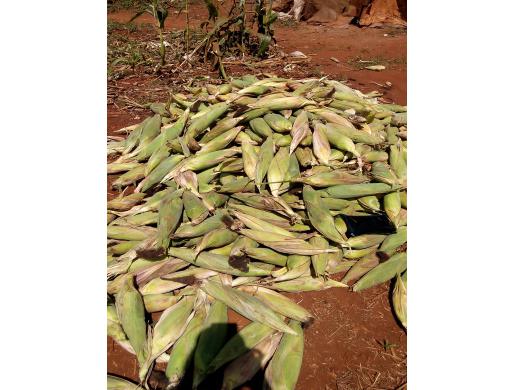 Kim's Shamba, Nairobi -  Kenya