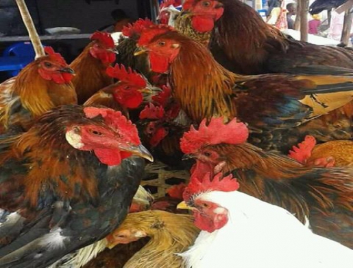 Local chicken for sale, Gulu -  Uganda