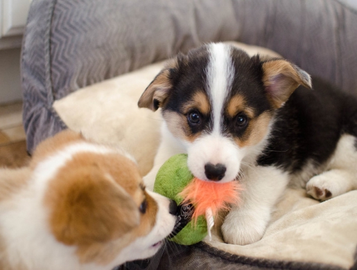 Pembroke Welsh Corgi Puppies for Sale.(Text/WhatsApp:+17603063176),  -  South Africa