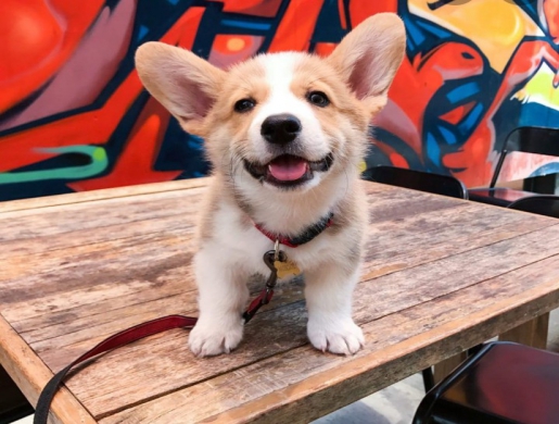 Pembroke Welsh Corgi Puppies for Sale.(Text/WhatsApp:+17603063176), Johannesburg -  South Africa