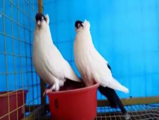 Pigeons For Sale, Dar es Salaam - Tanzania