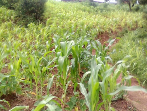 PLOT FOR SALE, Blantyre -  Malawi