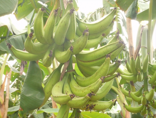 Rejetons de banane plantain, Douala -  Cameroun