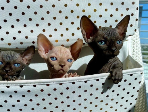 Sphynx kittes for sale, Nairobi -  Kenya