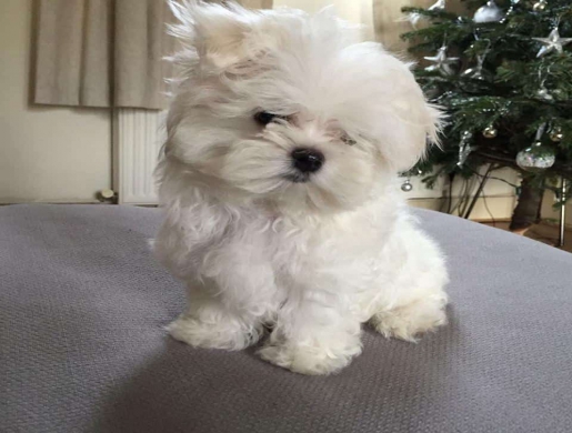 Stunning TeaCup Maltese puppies Available for sale, Nairobi -  Kenya