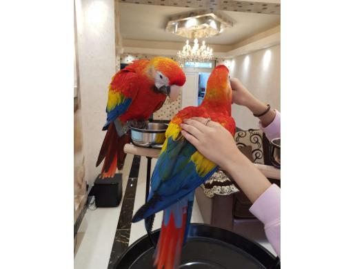 Talking and Singing Scarlet Macaw Parrots for sale, Mombasa -  Kenya