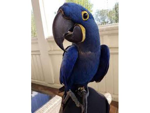 Tamed Hyacinth Macaw Parrots available for sale, Nairobi -  Kenya