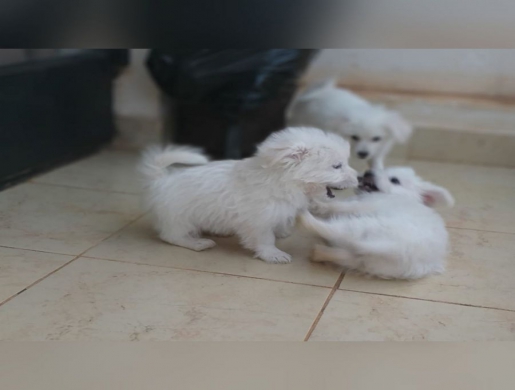 Toy Poodle Cross Pomimo Puppies, Nairobi -  Kenya