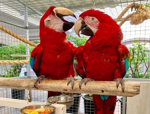 We have beautiful male and female Greenwing Macaw parrots for sale, Nairobi -  Kenya