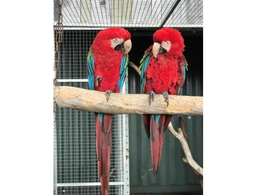 We have beautiful male and female Greenwing Macaw parrots for sale, Mombasa -  Kenya