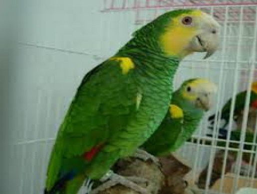 Yellow Shouldered Amazons for Sale, Cairo -  Egypt