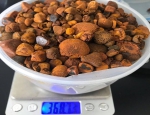 Ox gallstones suppliers