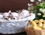 Ad: (Email : kcpuppyeu@gmail.com) Buy chihuahua puppy and mini chihuahuas dogs for sale