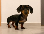Ad: (Email : kcpuppyeu@gmail.com) Buy Dachshund puppy