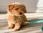 Annons: (E-post: kcpuppyeu@gmail.com)  Köp Goldendoodle valp