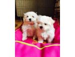 Charming Maltese Puppies 