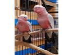 Friendly Super Tame Galah Cockatoo Parrots