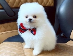 healthy Pomeranian puppies available for rehoming