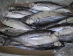 Hot Sale Frozen Pacific Saury Bulk Mackerel Canned Jack Mackerel Fish For Ghana 