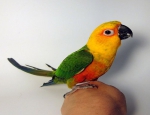 Jenday Conure for Sale