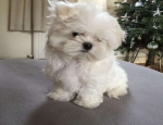 Stunning TeaCup Maltese puppies Available for sale
