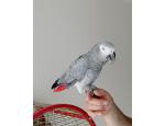 Talkative male and female African Grey parrots available now for sale