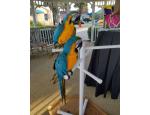 Two beautiful Talking Blue and Gold Macaw Parrots
